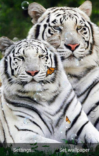 Tigers Live Wallpaper screenshot 5