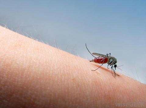 KILL Mosquito Prank screenshot 2