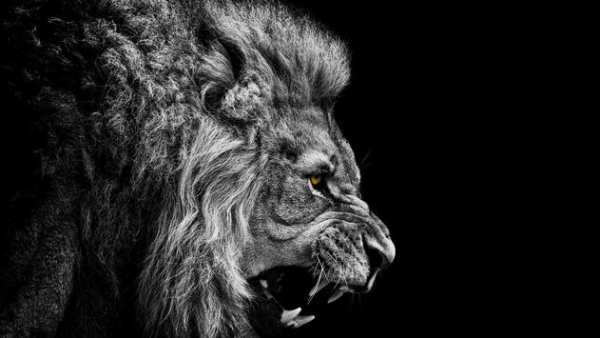 The king of beasts screenshot 1