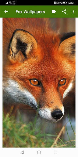 Fox Wallpapers screenshot 3