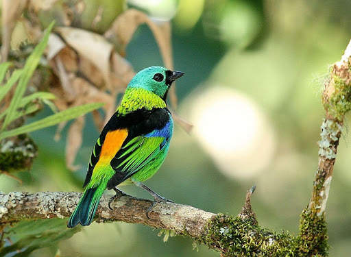 Green headed tanager Bird wallpapers hd screenshot 7