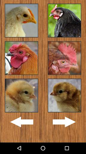 Funny Chicken Rooster Sounds screenshot 3