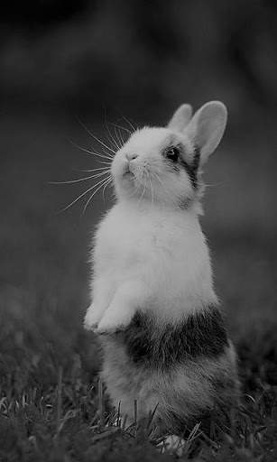 Bunny Wallpaper screenshot 2