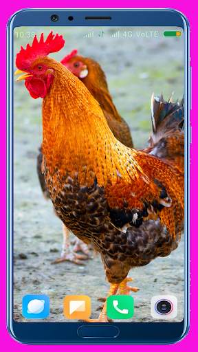 Chicken Wallpaper Best 4K screenshot 2