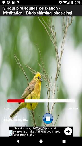 most beautiful birds sounds screenshot 8