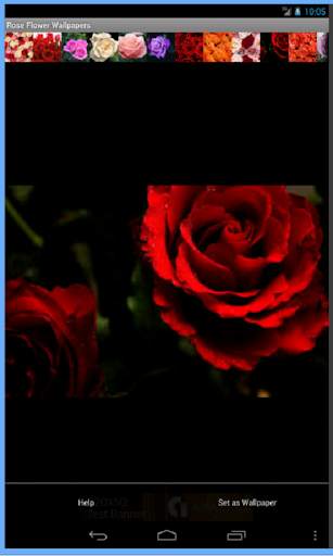 Rose Flowers Wallpaper screenshot 4