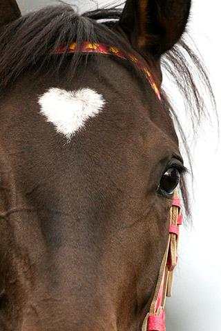 Horse Racing Puzzle screenshot 2