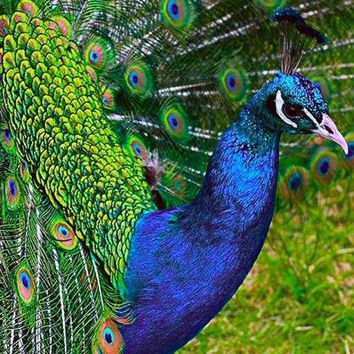 Peacock Wallpaper 3.1