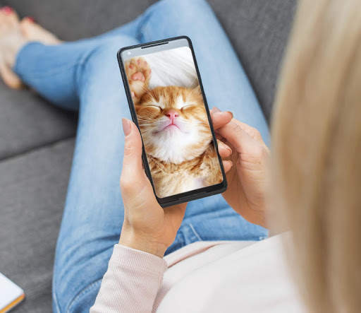 Cute Cats Wallpaper screenshot 2