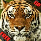 Indian Animal Sounds 0.0.1