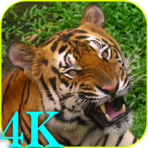 4K Fondos de pantalla animados icon