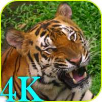 4K Fondos de pantalla animados