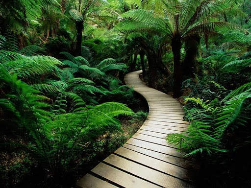 Green Nature HD Wallpaper screenshot 6