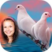 Cool Amazing Dove Photo Frames 3.0