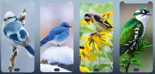 Bird wallpaper HD 2020 screenshot 1