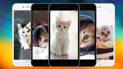 Cute Cat & Kitten Wallpaper HD OFFLINE screenshot 2