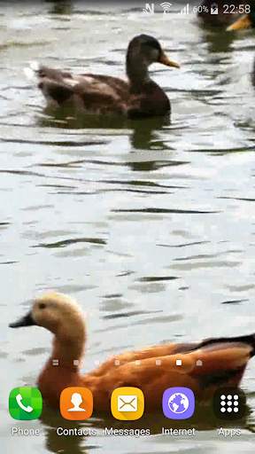 Duck Live Wallpaper screenshot 1