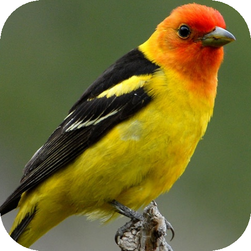 Animal Sounds icon