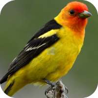 Animal Sounds on 9Apps