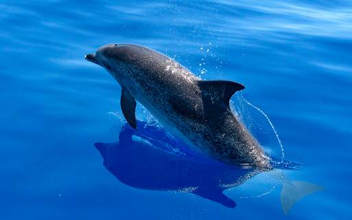 Dolphin Wallpapers HD (backgrounds & themes) screenshot 10