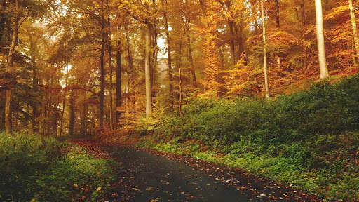 Autumn Wallpapers HD & 4k Backgrounds screenshot 19