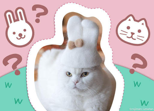 Wallpaper: Cats' Hair Hats screenshot 7