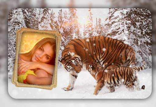 Tiger Photo Frames screenshot 4