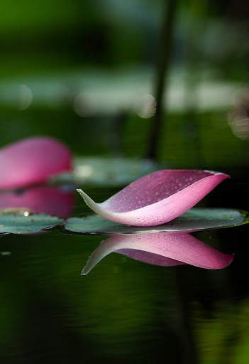 Lotus Live Wallpaper screenshot 4