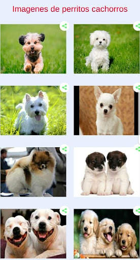 Perritos tiernos - Fotos para compartir screenshot 2