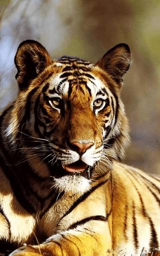Tiger Live wallpaper screenshot 1