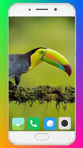 Toucan Bird HD Wallpaper Full HD screenshot 2