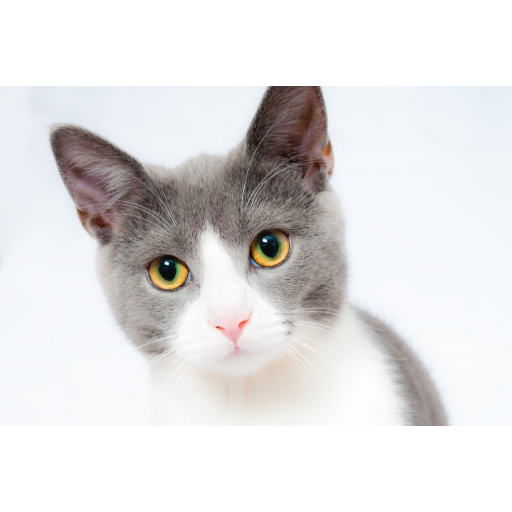 Cat Sounds | Cats Meowing | Cat Noises | Cat Voice icon