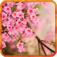 Flower Spring Live Wallpapers on 9Apps