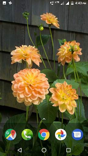 Dahlia Flower HD Wallpaper screenshot 4