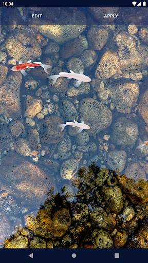 Fish 4K HD Koi Live Pond 3D screenshot 7