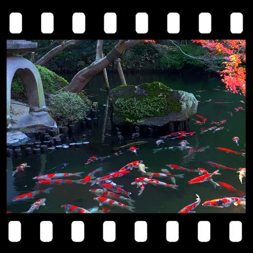 Japanese Pond with Koi Video Wallpaper 3.0