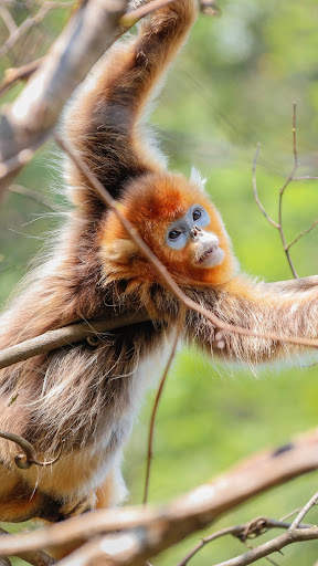 Monkey HD Wallpaper screenshot 2