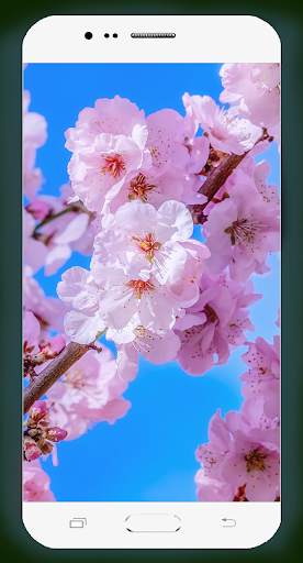 Sakura Wallpaper HD screenshot 5