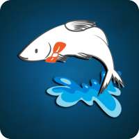 Nodir Mach Online Shopping App on 9Apps