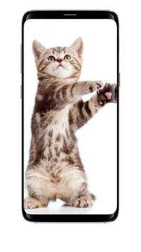 Cute Cats All Beauty Wallpaper screenshot 3