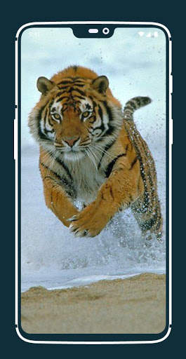 Tiger Wallpapers screenshot 7