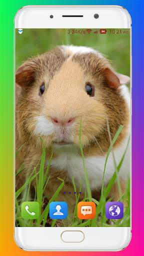 Guinea Pig Wallpaper screenshot 12