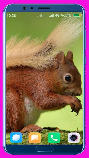 Squirrel Wallpaper screenshot 14