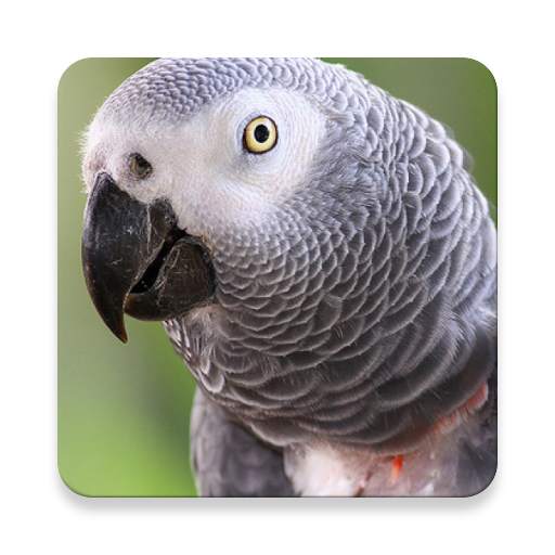 Grey Parrot Bird Sound Collections ~ Sclip.app 1.0.2