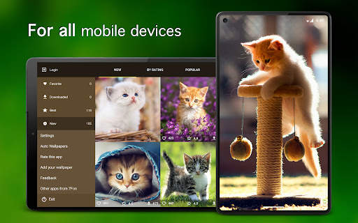 Kitten Wallpapers 4K screenshot 6