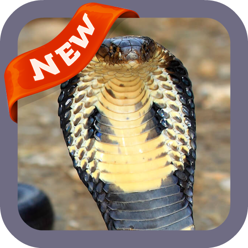 Cobra Wallpaper icon