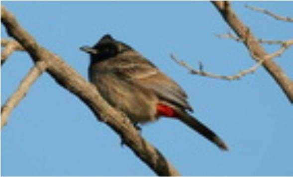 Bulbul Wallpapers screenshot 9
