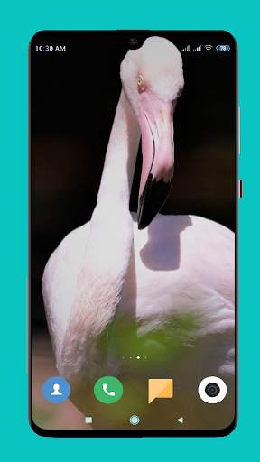 Flamingo wallpaper 4K screenshot 10