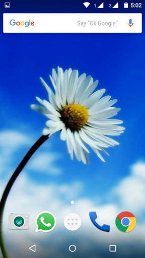 Daisy Flower HD Wallpaper скриншот 4