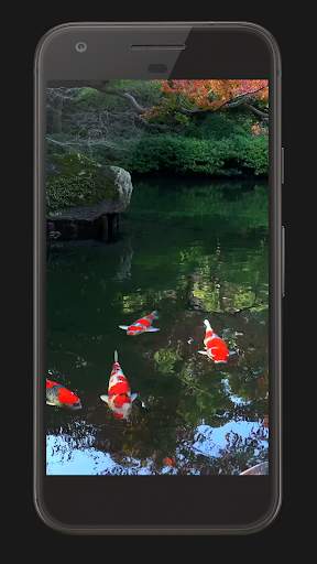Koi Fish Live Video Wallpaper screenshot 1
